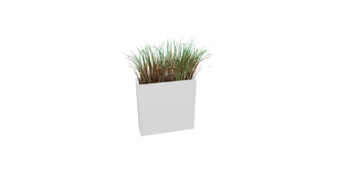 Plante – Graminées Séparateur espace
